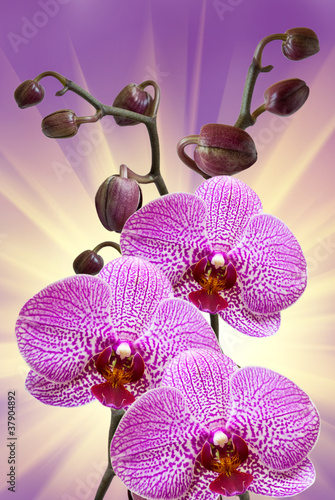 Obraz na płótnie canvas czteroczęściowy "tetraptyk" Zbliżenie kwiatu orchidei