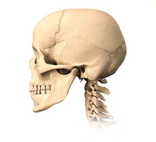 Human Skull, Side View.