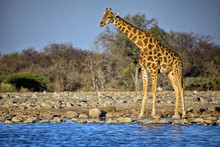 A Giraffe Standing Near A Waterhole At Etosha National Park