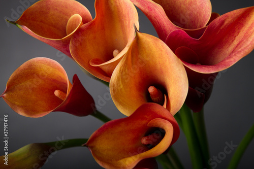 Naklejka dekoracyjna Orange Calla lilies(Zantedeschia) over black