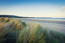 Grass On Sandy Beach, Pembrokeshire, Wales