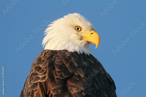 Board z aluminiowym obramowaniem Bielik (haliaeetus leucocephalus)