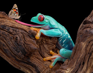 Poster - Frog trying to catch butterfly