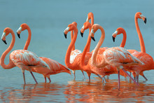 Flamingos Are Walking In The River.