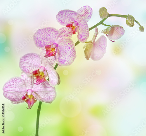 Obraz na płótnie canvas trzyczęściowy "tryptyk" Różowa orchidea phalenopsis