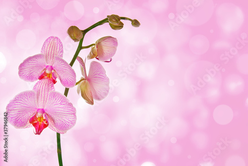 rozowa-orchidea-i-rozowy-bokeh