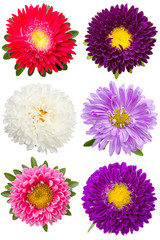 Wall Mural - Six different asters