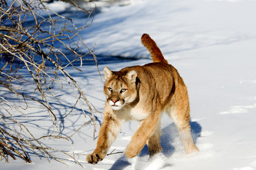 Wall Mural - mountain lion