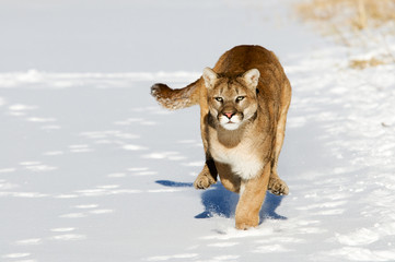 Wall Mural - mountain lion