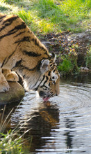 Tiger Drinking From Pool