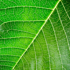 Canvas Print - Green leaf with organic pattern