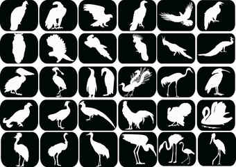 Sticker - set of white birds isolated on black