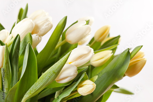 Obrazy tulipany  piekne-tulipany