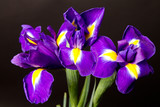 Closeup of a blue flag iris over black