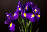 Closeup of a blue flag iris over black