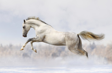 Obraz na płótnie koń ruch pole ssak niebo