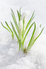 Wall Mural - crocus flowers, spring snowdrops buds in snow