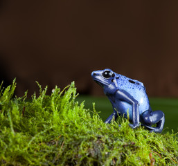 Wall Mural - blue poison dart frog