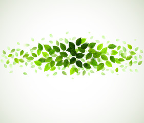 Wall Mural - branch with fresh green leaves