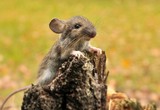 Fototapeta Zwierzęta - Mysz leśna
