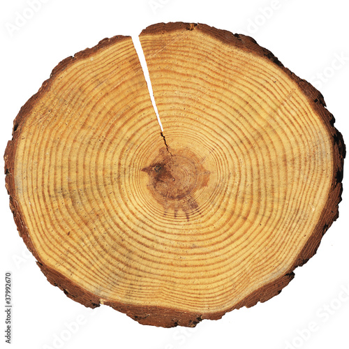 Fotografie, Obraz wooden circle with a split cut of the log