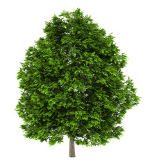 Wall Mural - european ash tree isolated on white background