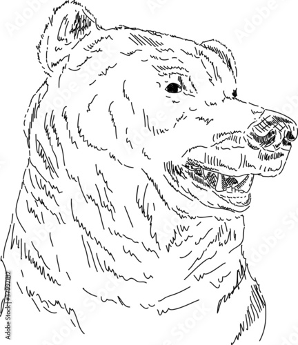 Fotoboard na płycie Niedźwiedź grizzly