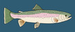 Trout Fish Illustration