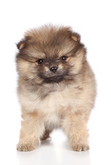 Poster - Pomeranian spitz puppy close-up portrait