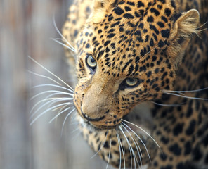 Wall Mural - Leopard