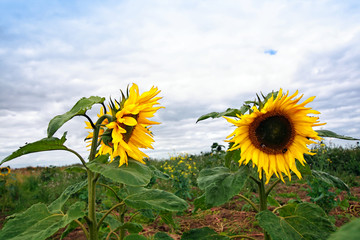 Two sunflowers growing in the field