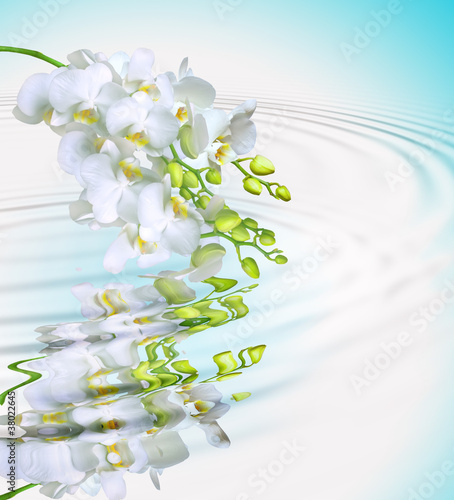 Dekoracja na wymiar  piekna-biala-orchidea