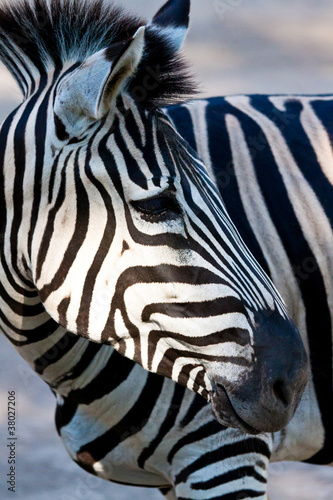 Plakat na papierze fotorealistycznym Zebra