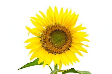 isolated sunflower over white background