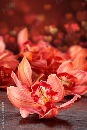 Naklejki orchidea   kochaj-kwiaty