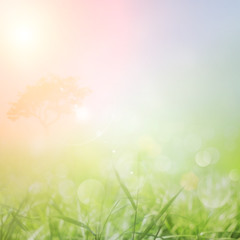Spring or summer nature sunset background