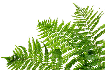 Three green leaves of fern isolated on white