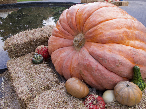 Fotografija  Giant pumpkin display with gourds surrounding it