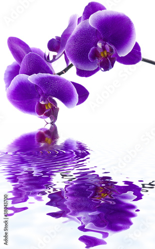 Obraz na płótnie canvas dwuczęściowy "dyptyk" Purpurowa orchidea