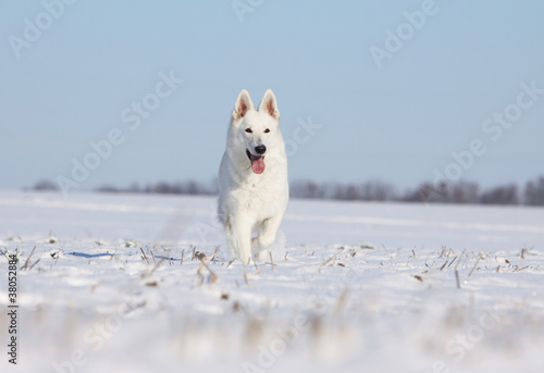 Pinturas sobre lienzo white swiss shepherd dog running on the snow