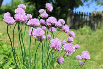 Canvas Print - Chives