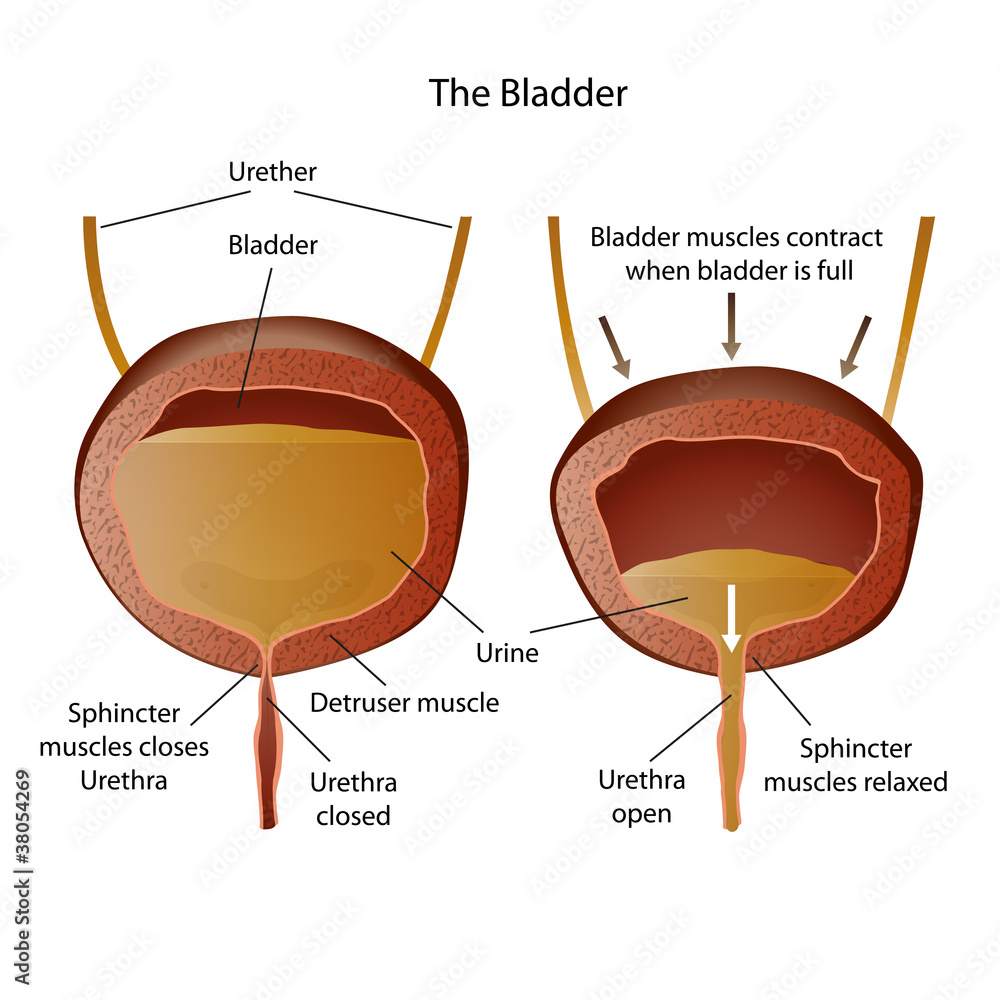 anatomie of the bladder illustration - obrazy, fototapety, plakaty 