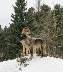 Wall Mural - two wolves on hill top