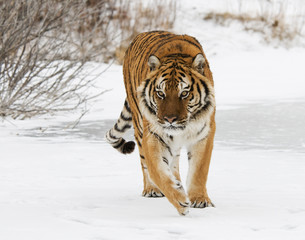 Wall Mural - siberian tiger