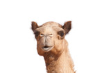 Fototapeta  - isolated camel head