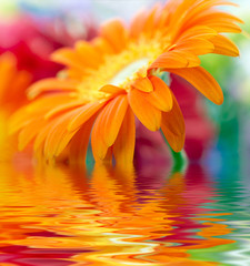 Wall Mural - Closeup photo of orange daisy-gerbera