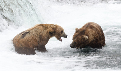 Wall Mural - Alaskan brown bears fighting