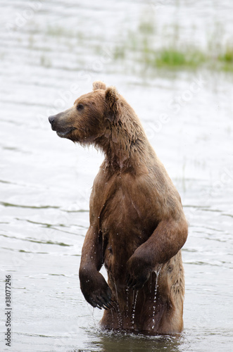 Fotoboard na płycie Alaskan niedźwiedź brunatny na tylnych łapach