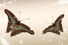 Hand Drawn Butterflies On Vintage Background