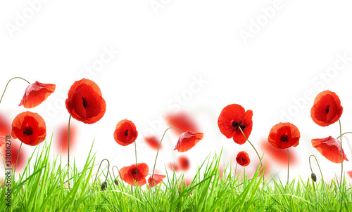 Nowoczesny obraz na płótnie Poppy flowers in grass, isolated on white background